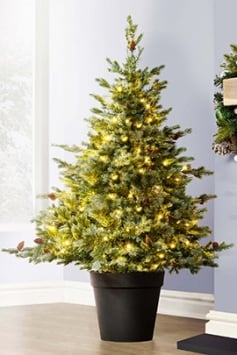 The Pre-lit Cairngorm Pine Potted Tree (3ft to 4ft)