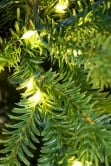 The Ultra-Lit Montagna Fir Tree (6ft to 8ft)