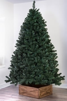 The 6ft Arbor Vitae Fir Tree