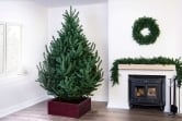 The Mountain Pine Tree (4ft to 8ft)