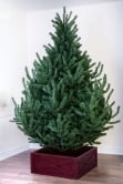 The Mountain Pine Tree (4ft to 8ft)