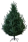 The Mountain Pine Tree (4ft to 8ft)