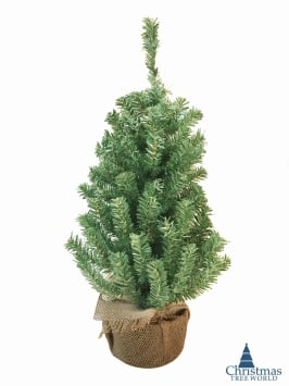 The 60cm Potted Mountain Pine Tree